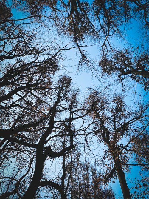 Free A vertical shot of leafless trees against a clear blue sky, showcasing the beauty of winter nature. Stock Photo