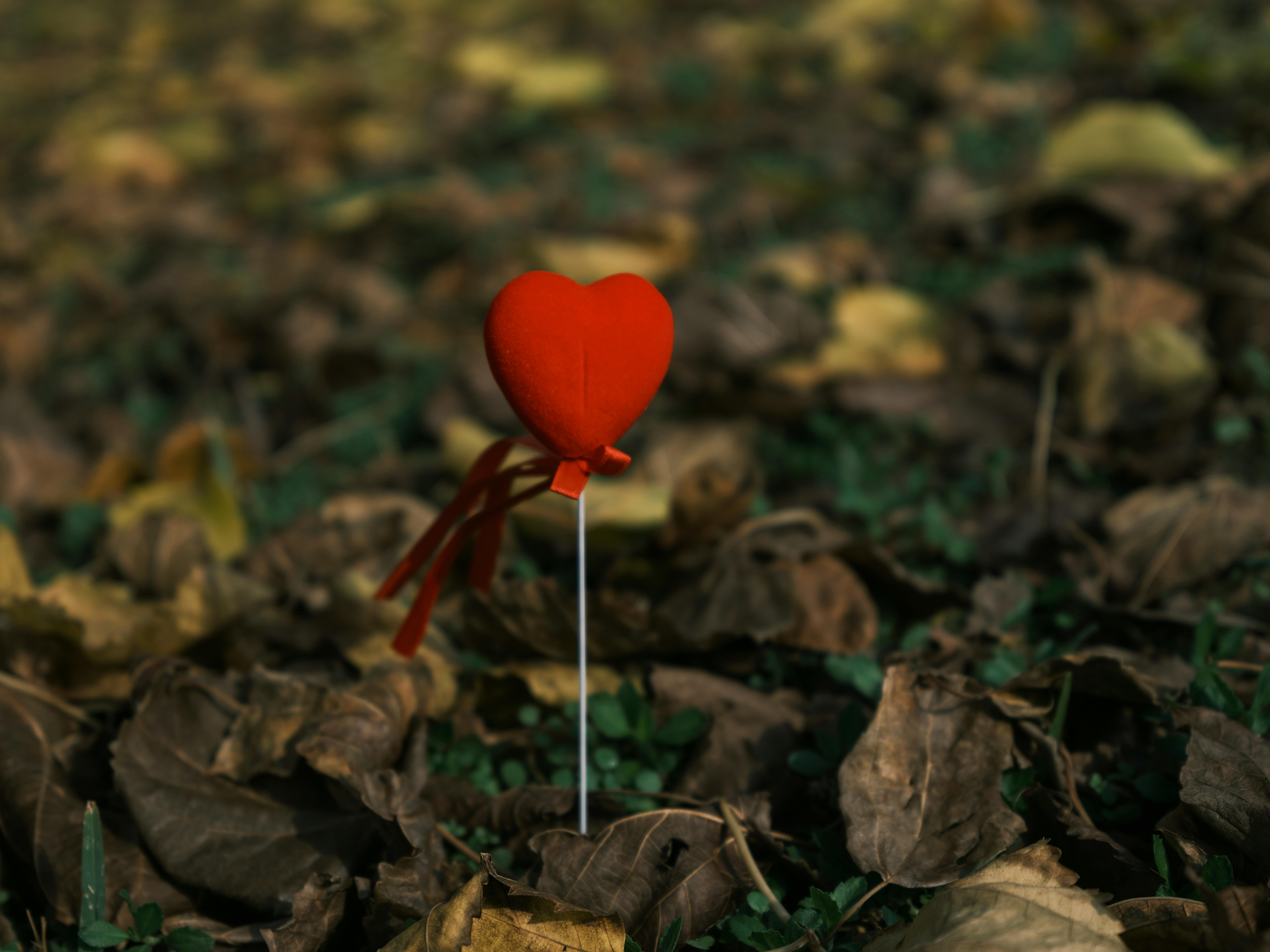 decorative red heart on autumn leaves