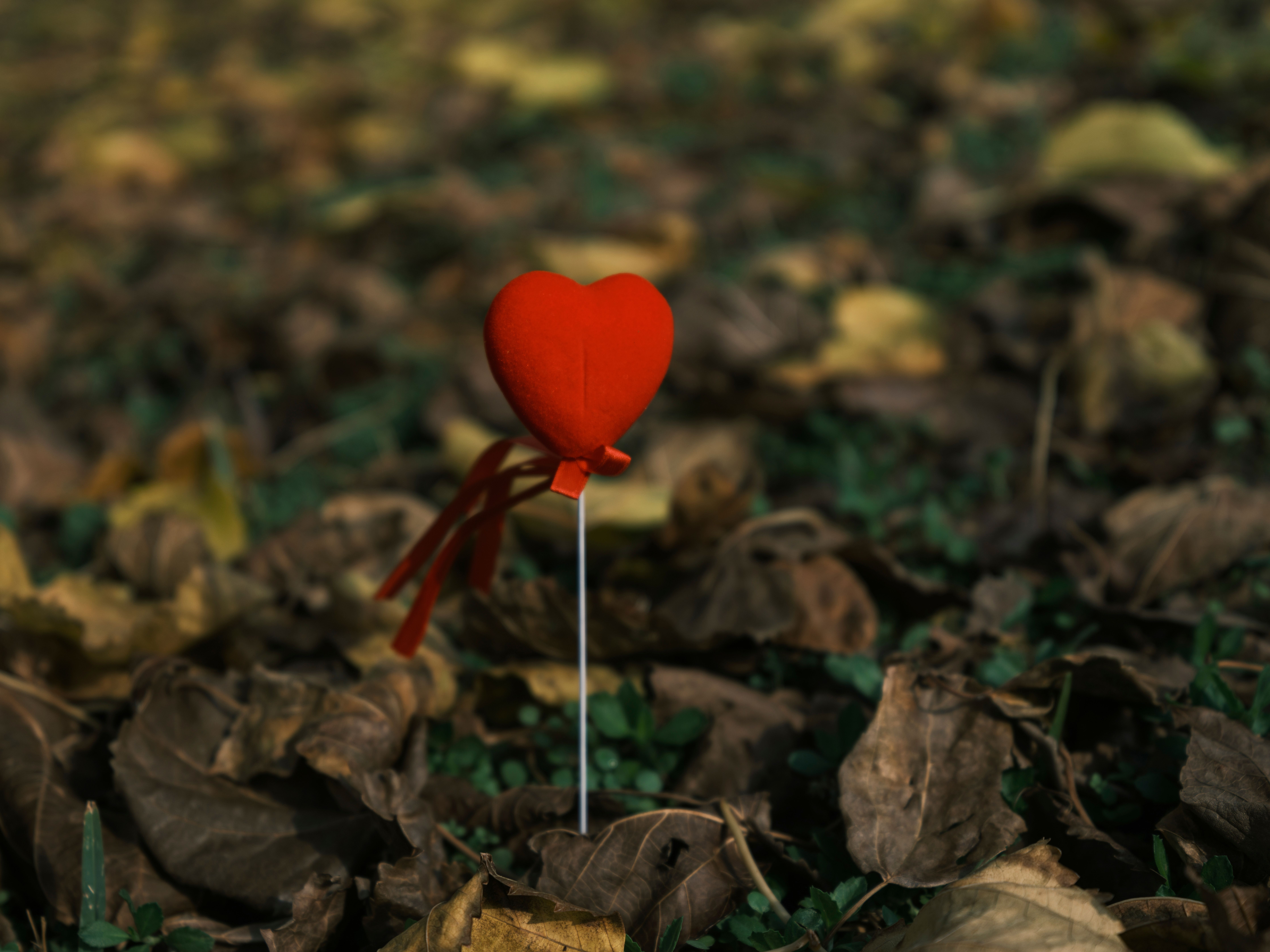 decorative red heart on autumn leaves · Free Stock Photo