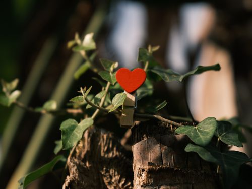 Free A heart-shaped clip attached to an ivy vine on a tree stump, evoking love and nature. Stock Photo