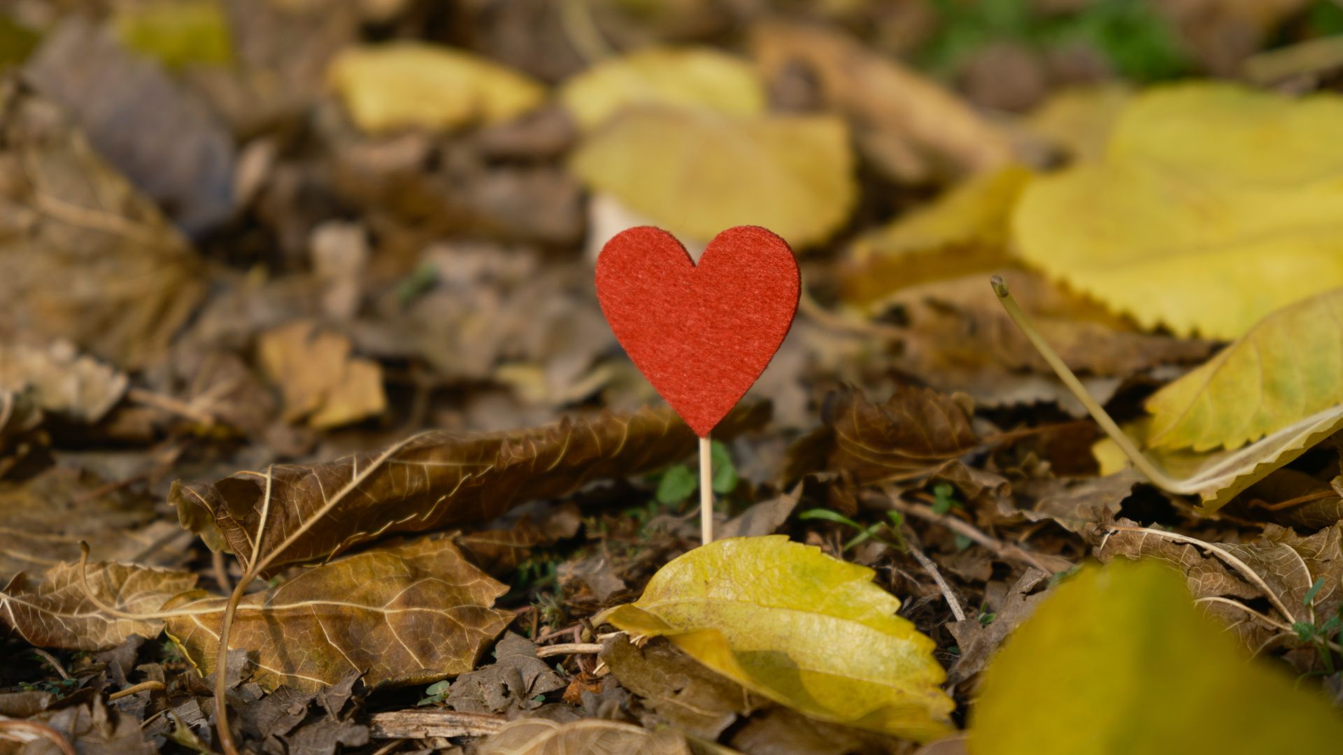 Modafinil Heart Palpitations Warning: Expert Insights A red heart-shaped decoration resting amid fallen autumn leaves, symbolizing love in nature — modafinil heart palpitations warning