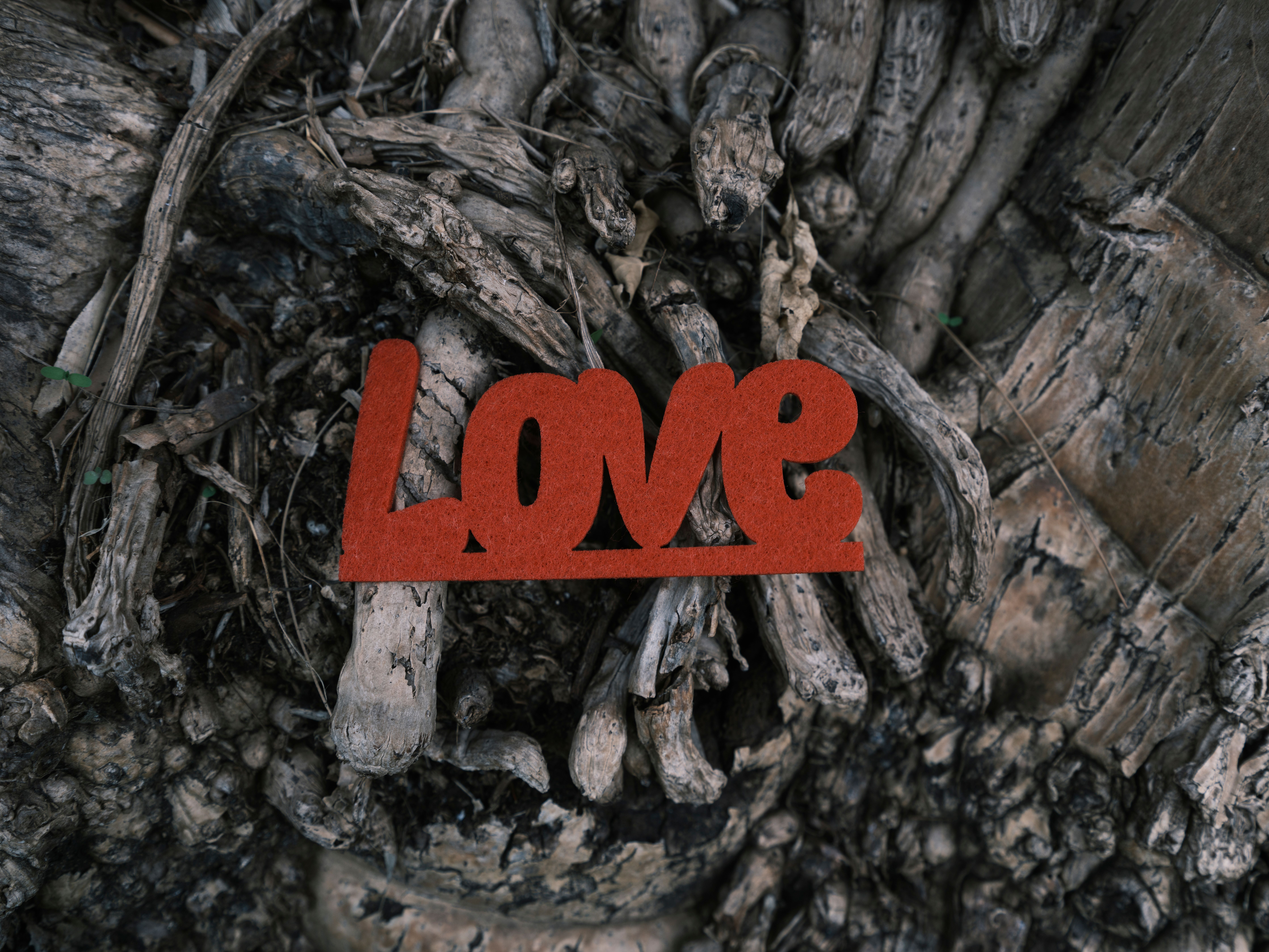 couples celebrating love in latin culture