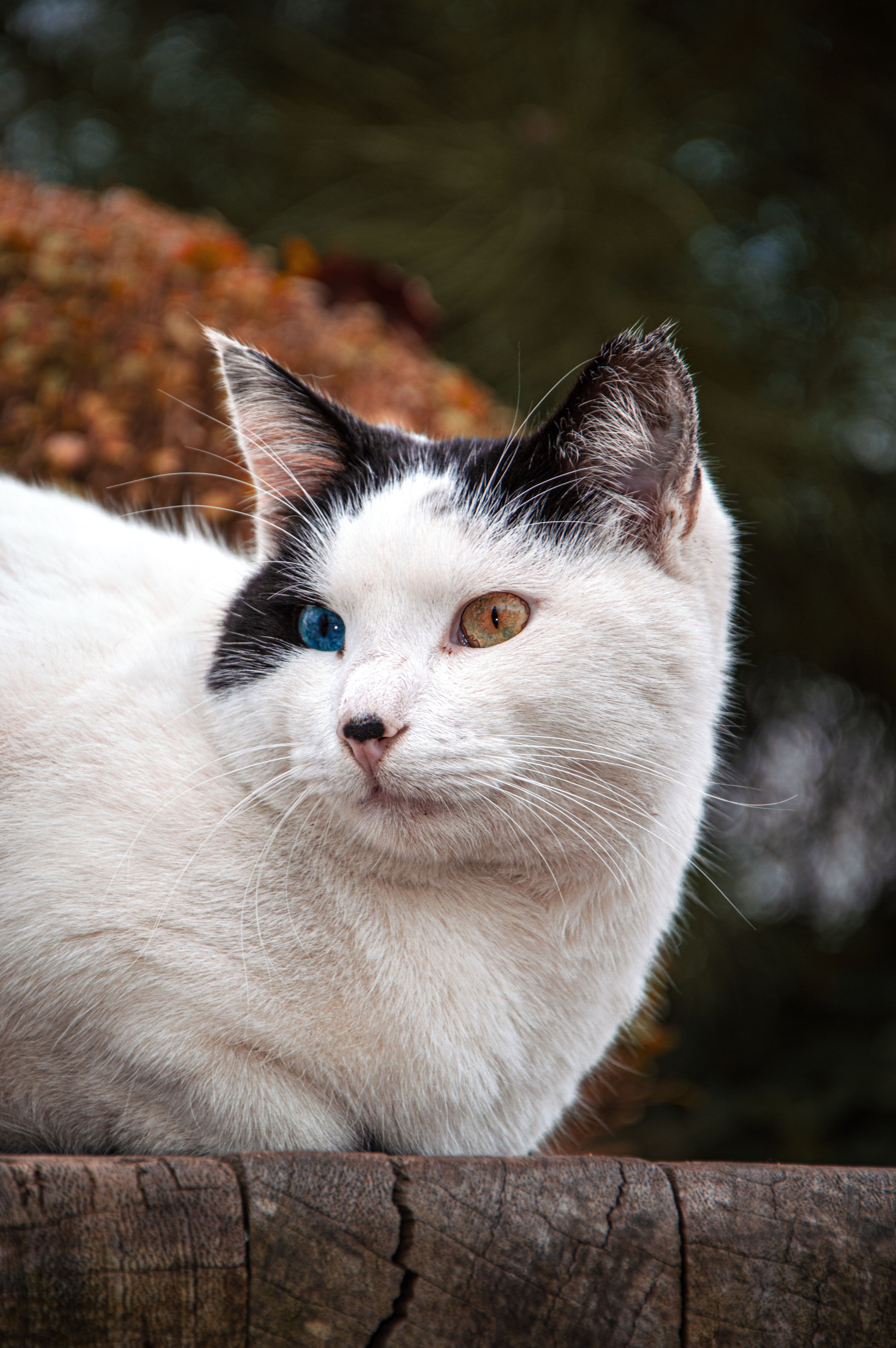 Close Up Photo of White Cat · Free Stock Photo