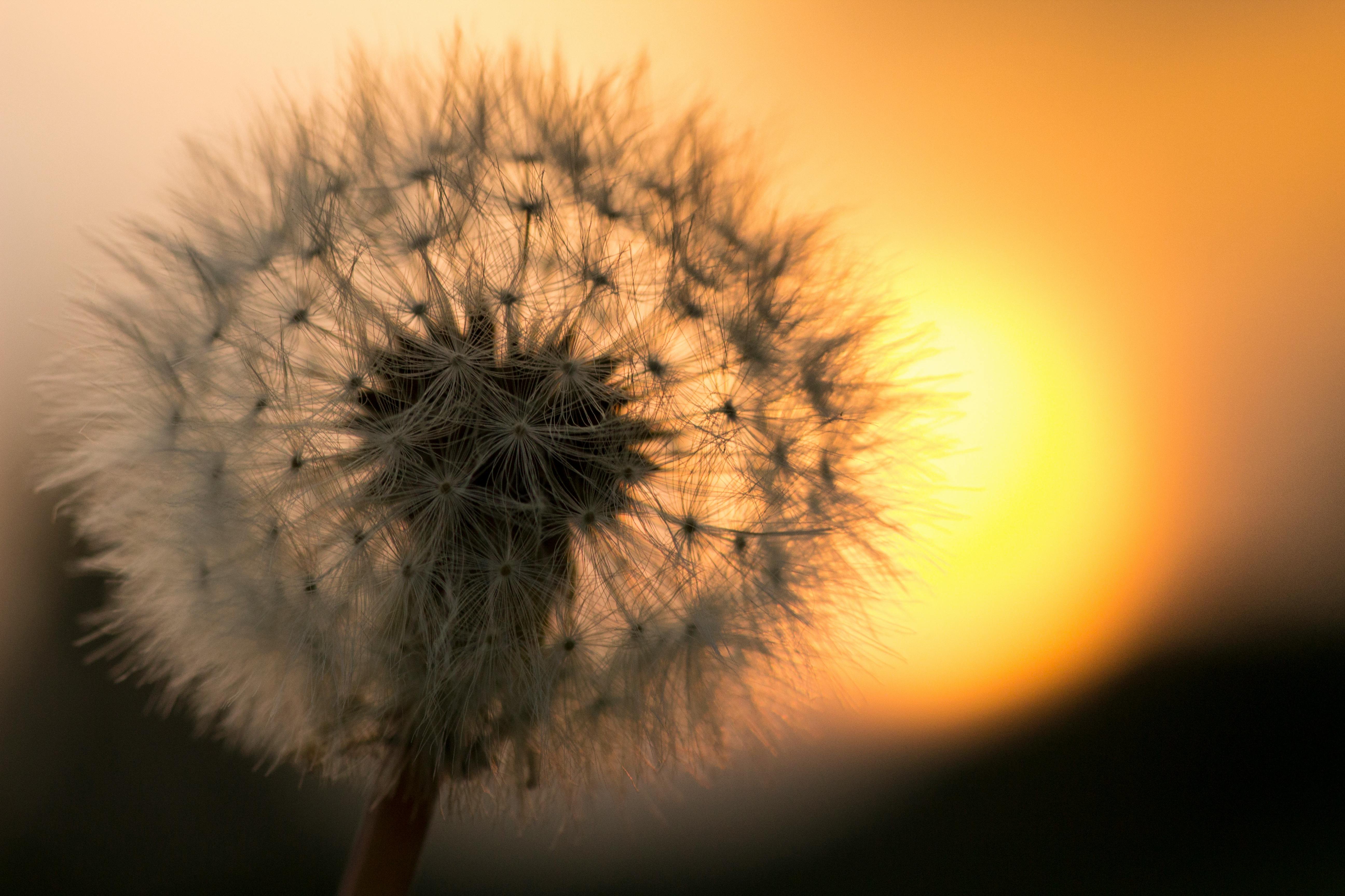 Dandelion bunga Bunga Dandelion