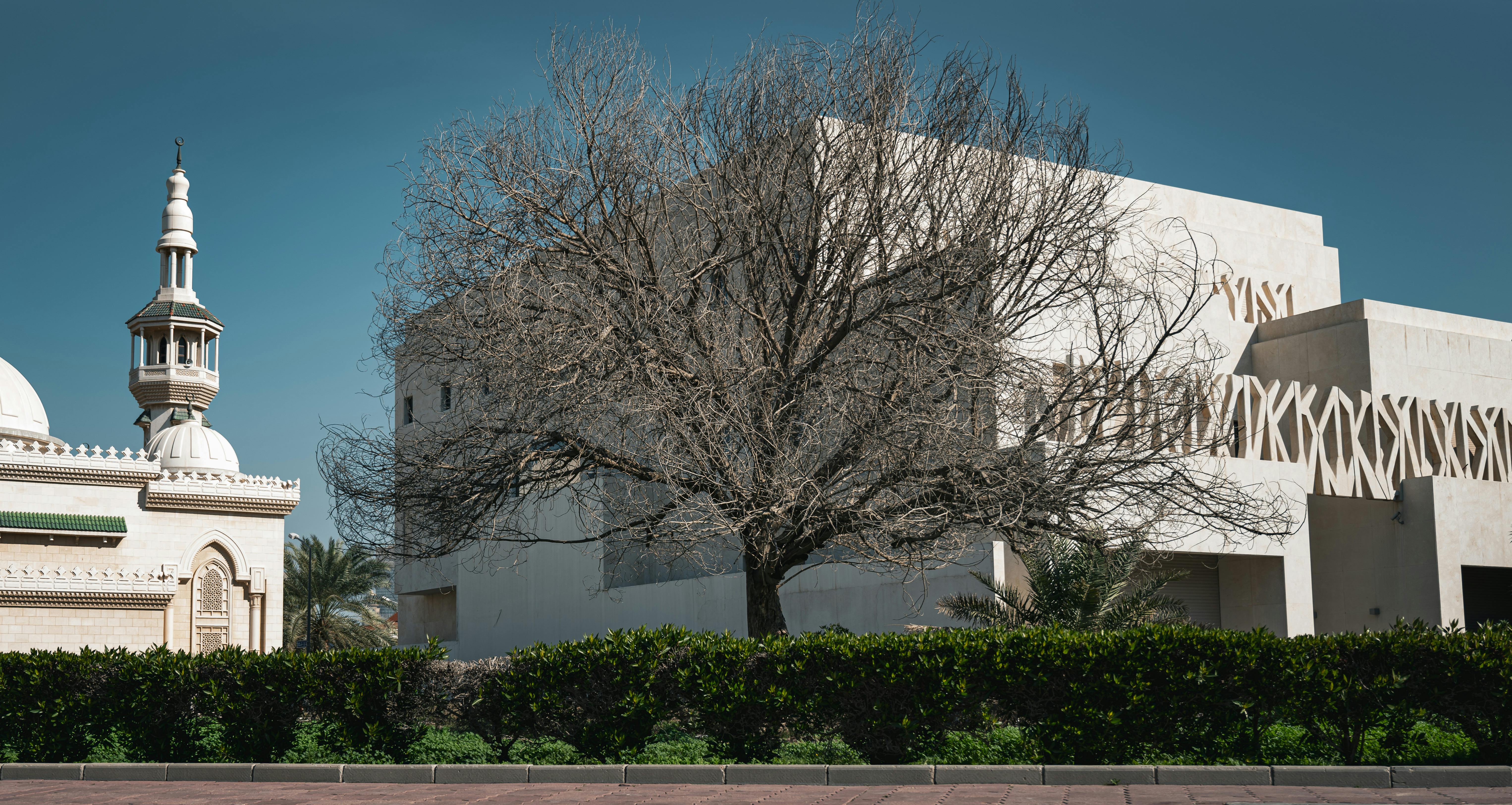 A leafless tree in front of a mosque and modern building in Kuwait City, Kuwait.