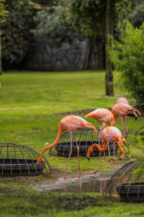 View of Flamingos on a Meadow