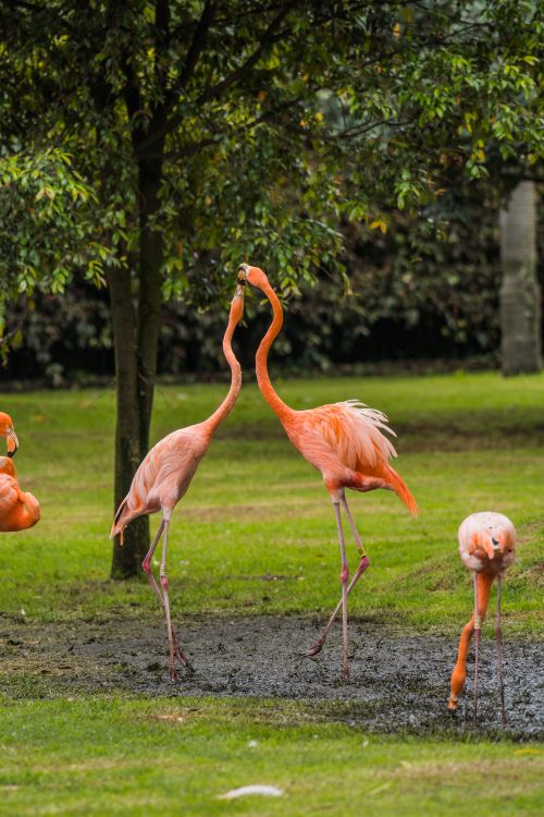 Free Elegant flamingos in a lush green setting in Briceño, Colombia. Stock Photo