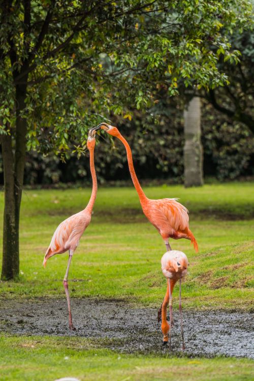 Free Elegant flamingos with pink feathers in a lush park in Briceño, Cundinamarca, Colombia. Stock Photo