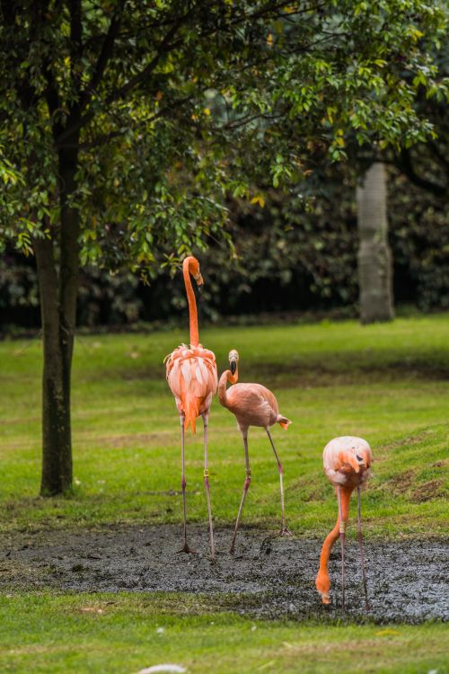 Free Three flamingos wading in mud among trees in Briceño, Colombia. Stock Photo