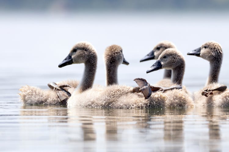 Group Of Young Swans