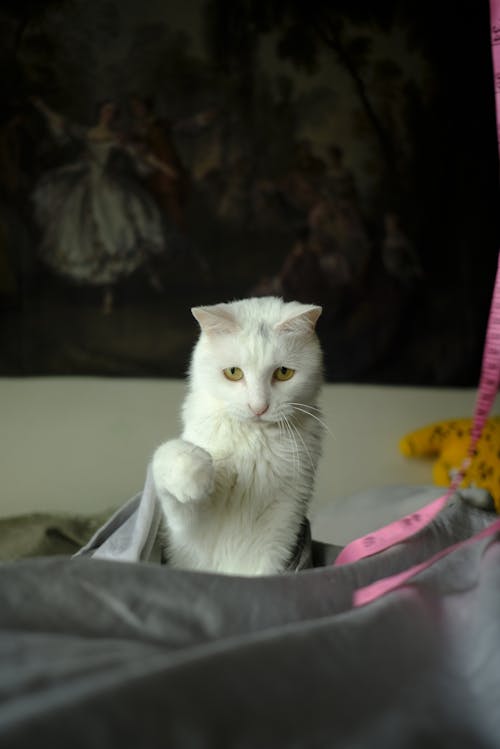 Beyaz kedi, dikey atış, evcil içeren Ücretsiz stok fotoğraf