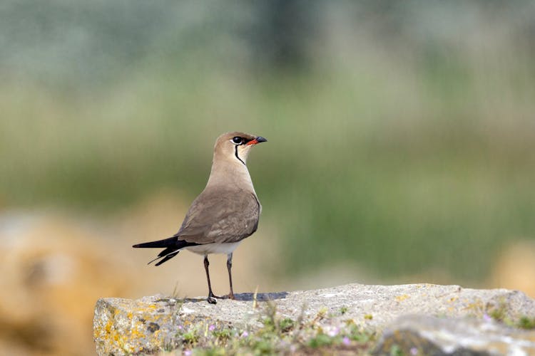 A Bird On A Rock 