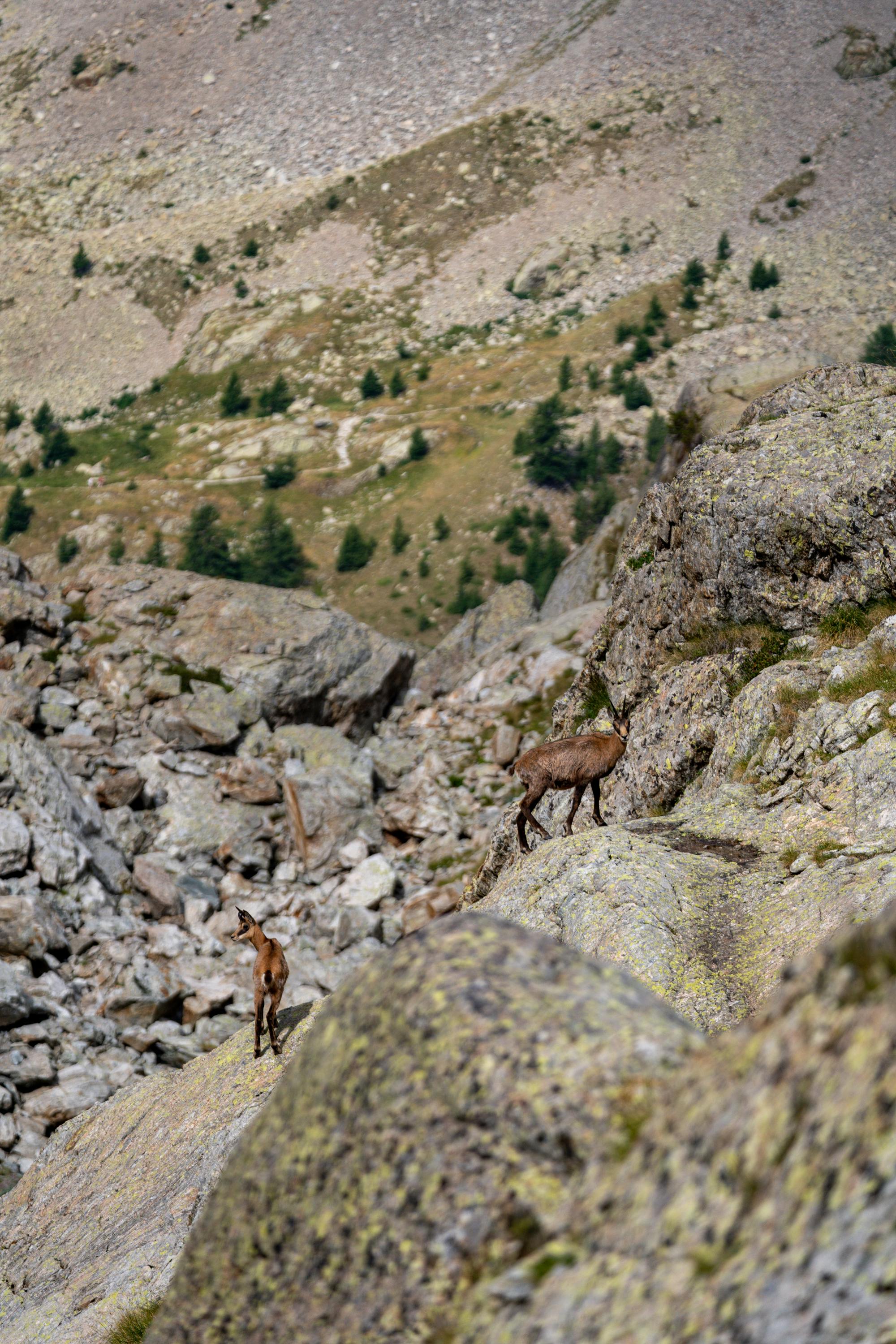 Vital Tatra Chamois Climbing Rocky Hillside In Mountains Stock Photo -  Download Image Now - iStock