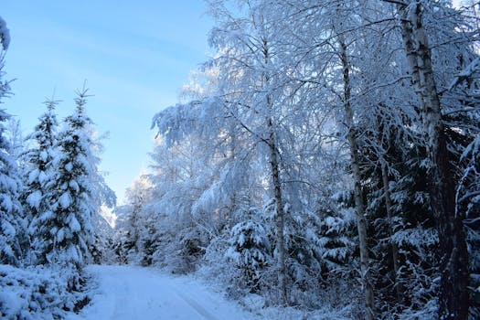 A serene winter landscape in Kongsvinger, Norway, showcasing frosty trees and a snow-covered path.