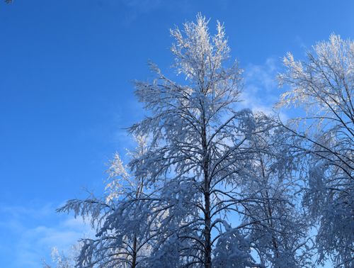 Free Majestic winter landscape of snow-covered trees in Kongsvinger, Norway. Stock Photo