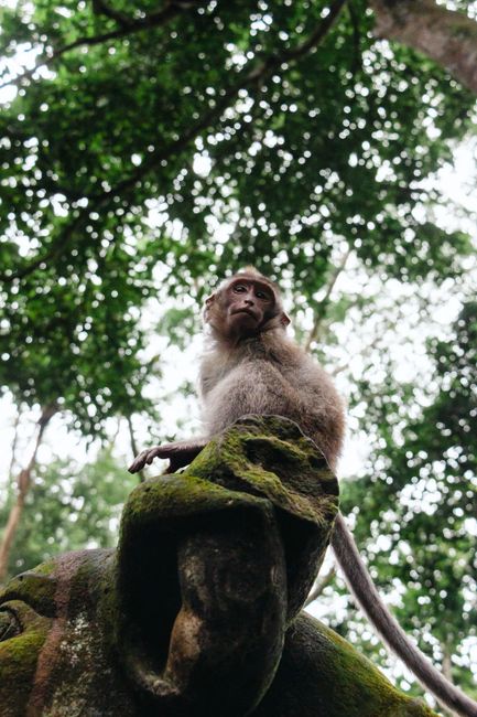 Close-up of a macaque on a moss-covered statue, surrounded by lush greenery.