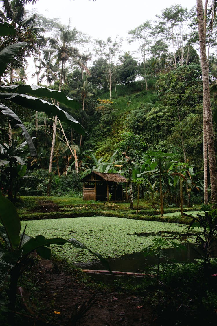 Ponds On Exotic Island