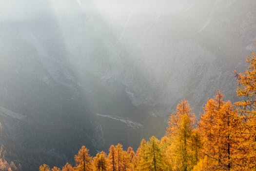 Golden autumn trees bask in sunlight at Soča Valley, Slovenia, creating a vibrant fall landscape.