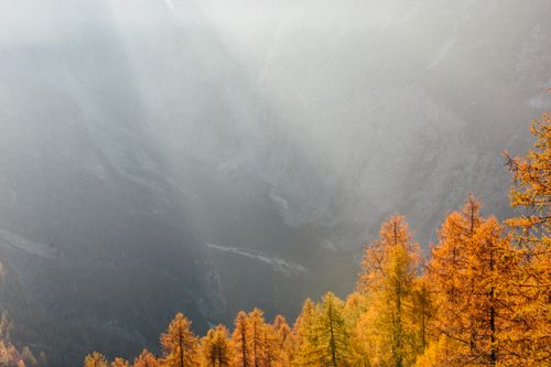 Free Golden autumn trees bask in sunlight at Soča Valley, Slovenia, creating a vibrant fall landscape. Stock Photo