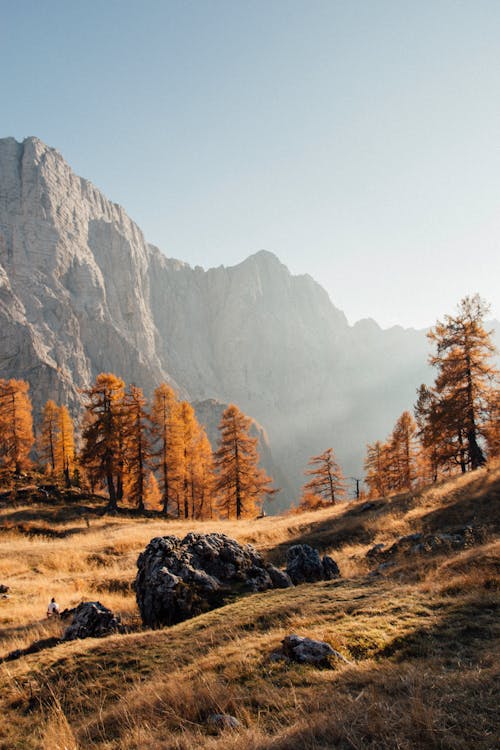 Foto d'estoc gratuïta de arbres, brillant, caure