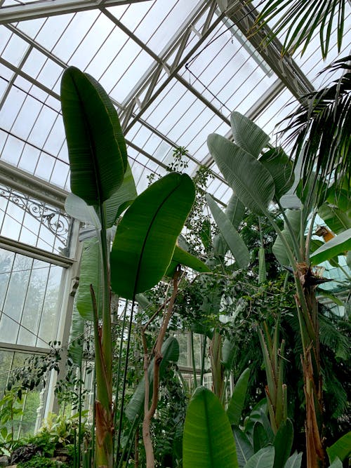 View of Tropical Plants Growing in a Greenhouse 
