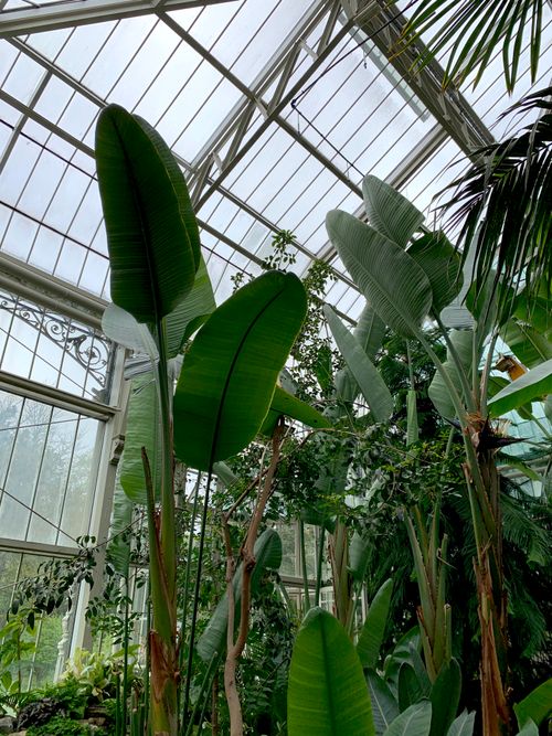 Free Explore lush tropical plants under a glass roof in Belgrade's greenhouse. Stock Photo