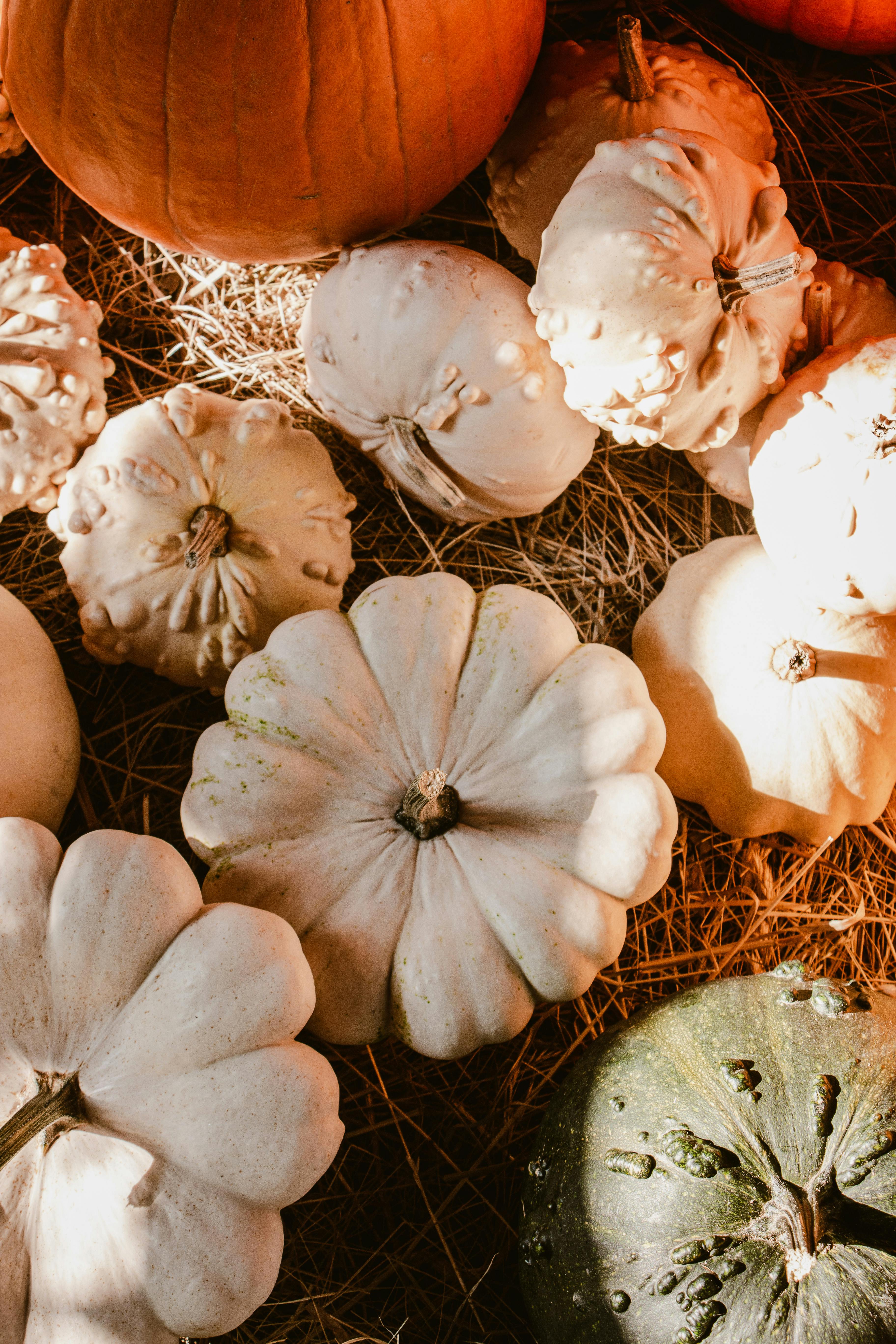 A variety of pumpkins on a straw bed, capturing the autumn season's essence with sunlight and shadows.