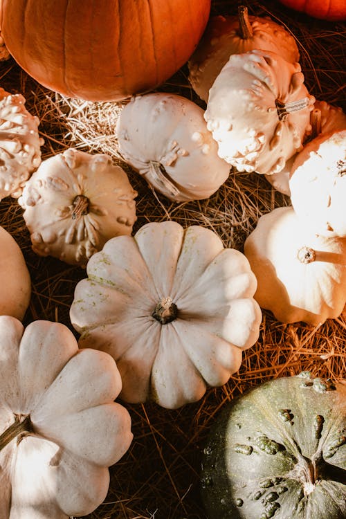 Close-up of Pumpkins in Different Shapes and Colors 