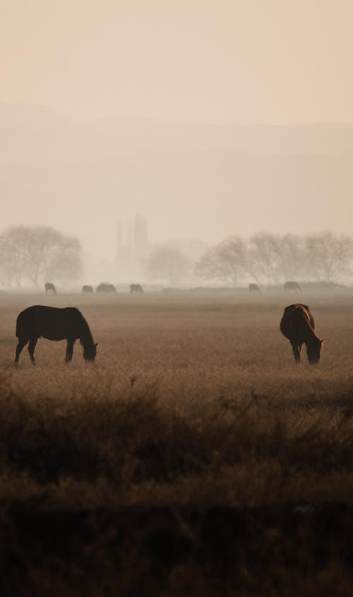 Horses on Brown Grass Field