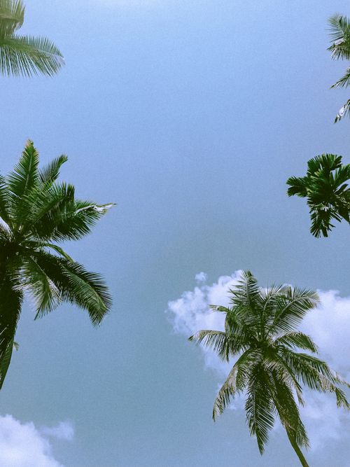 Free Serene view of palm trees reaching towards a clear blue sky in Sri Lanka, perfect for nature lovers. Stock Photo