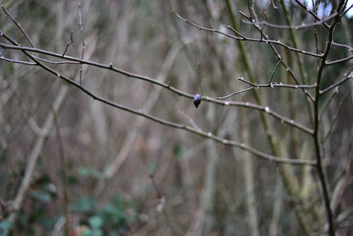 가지, 겨울, 꽃봉오리의 무료 스톡 사진