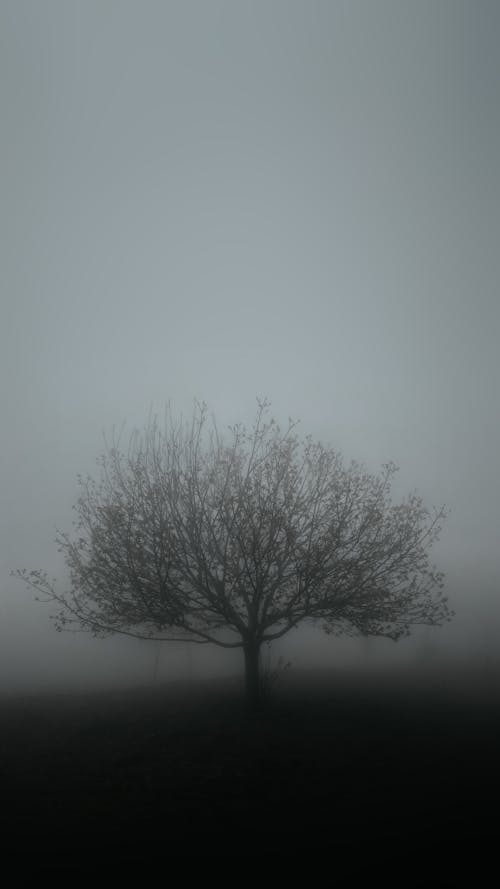 Silhouette of a Single Tree on a Field