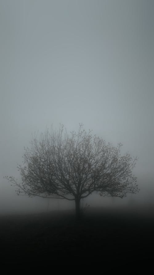 Free Silhouette of a Single Tree on a Field Stock Photo