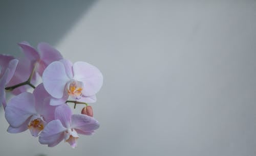 Close Up Photo of Flowers near White Wall