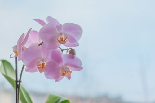 Kostenloses Stock Foto zu blumen, botanik, grazil