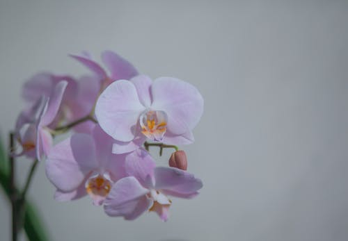 Close-Up Photo of Blooming Orchid Flowers