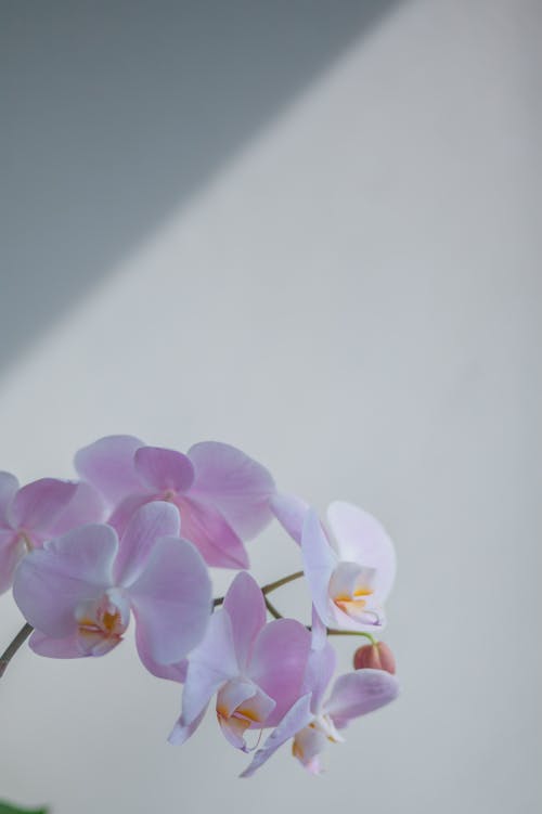 Close-Up Shot of Blooming Orchids on White Background