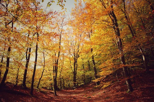 Darmowe zdjęcie z galerii z drzewa, jesień, kolorowy
