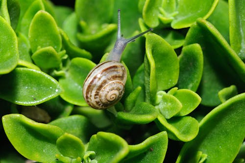 Snail in Close Up Shot