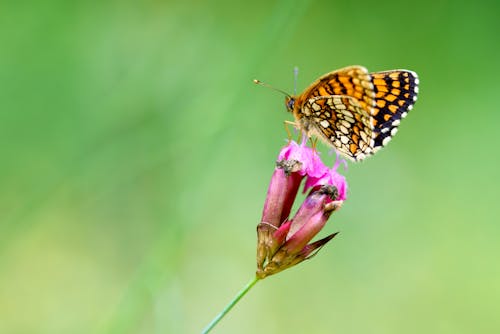 Kostenloses Stock Foto zu blume, insekt, natur