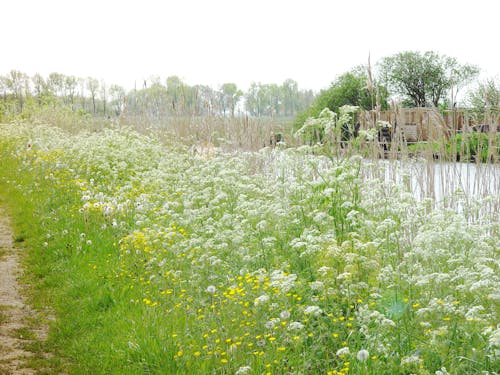 Imagine de stoc gratuită din cocoșului, friesland, voorjaar