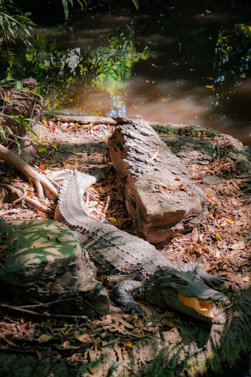Kostenloses Stock Foto zu alligator, boden, fluss