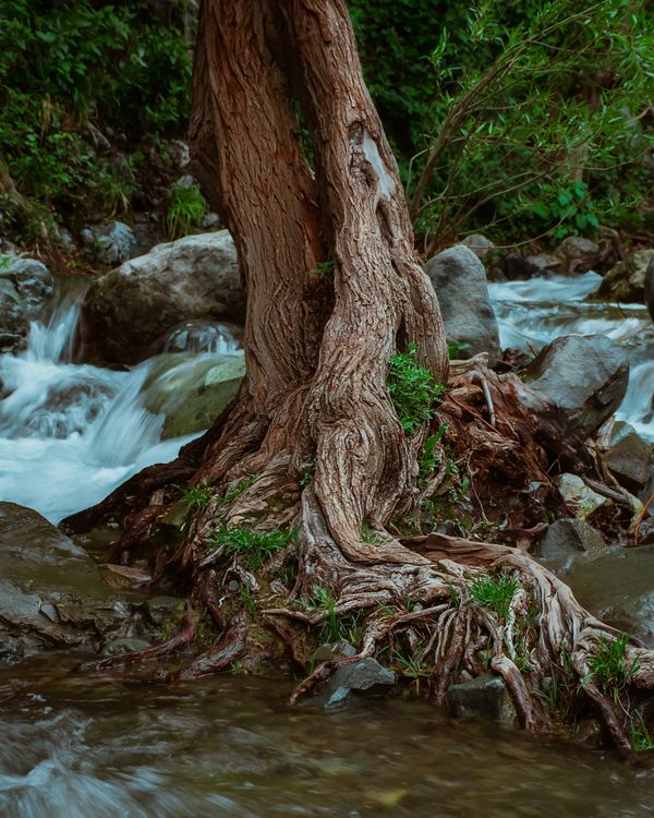 Tree on Stream · Free Stock Photo