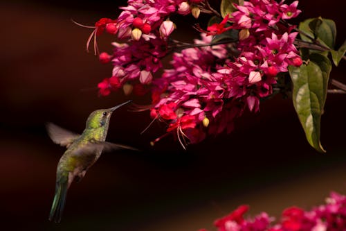 Close-Up Shot of a Flying Hummingbird