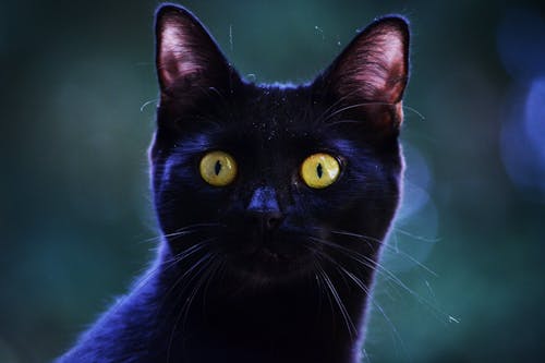 Základová fotografie zdarma na téma černá kočka, detail, domácí mazlíček