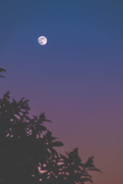 경치가 좋은, 달, 보름달의 무료 스톡 사진