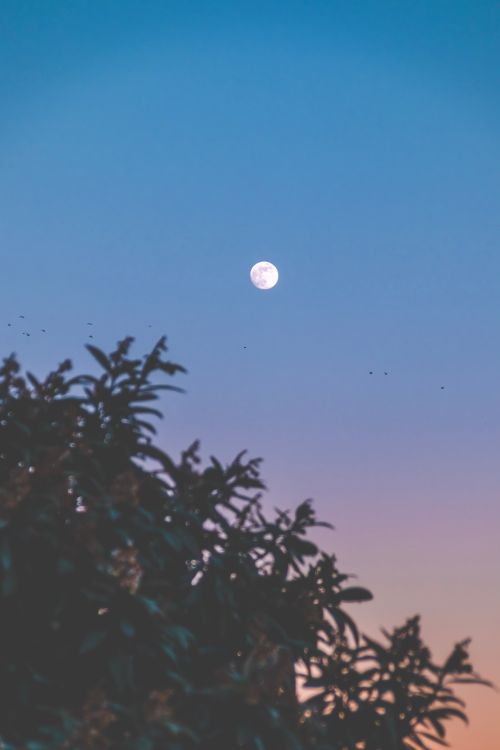 Free Capturing the tranquil evening sky with a bright moon and silhouetted foliage, perfect for calming visuals. Stock Photo