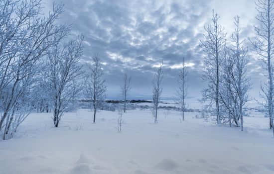 Serene winter scene in Laugarvatn, Iceland with snow-covered trees and overcast skies.