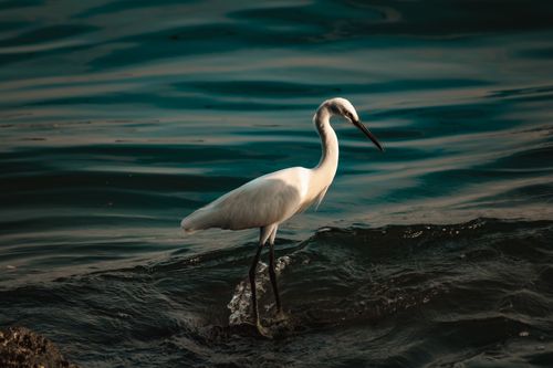 Free A serene heron gracefully wading through the water during a picturesque sunset. Stock Photo
