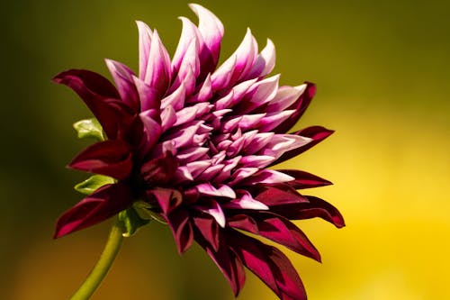 Close Up Foto Van Paarse Chrysant